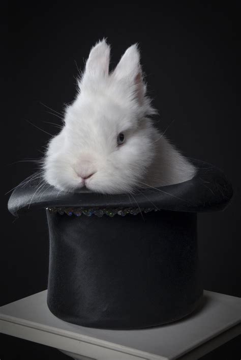 Magic hat rabbit